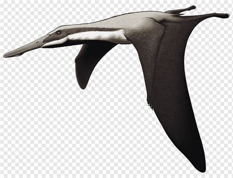 Quetzalcoatlus Pterod Ctilo Pterossauros V O Aves Marinhas Pterossauro