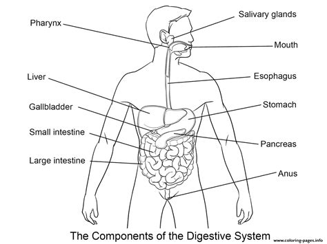 Digestive System Coloring Page Printable