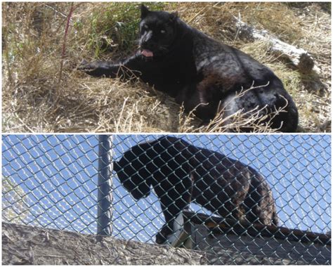 Hundreds of Rescued Animals Find Serentity in Colorado Springs Animal ...