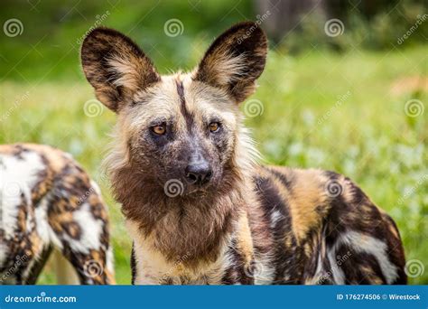 Selective Focus Closeup Shot Of A Spotted Wild African Dog In A Green