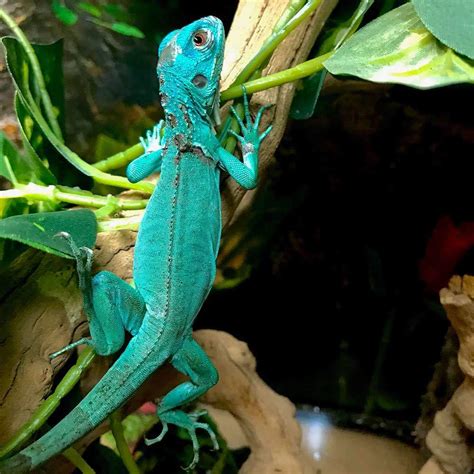 Blue Iguana For Sale Online Baby Blue Iguanas For Sale Iguana Breeders