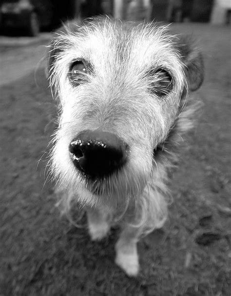 Old Dogs Eyes Are Sleeping Now Old Dogs Dog Eyes Dogs