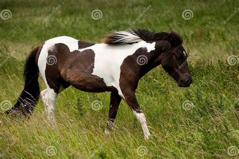 A Brown White Horse Stock Photo Image Of Tail Beautiful 10120032