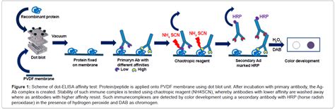 Analytical Bioanalytical Techniques Scheme Affinity Protein