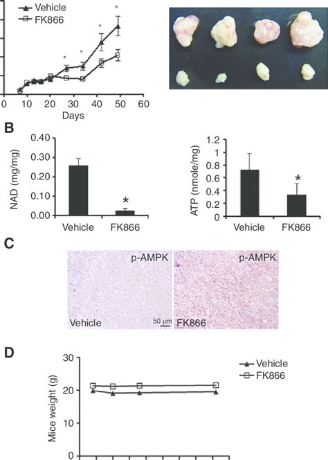 Nampt Inhibition Prevents Pancreatic Tumor Growth In Vivo Panc Cells