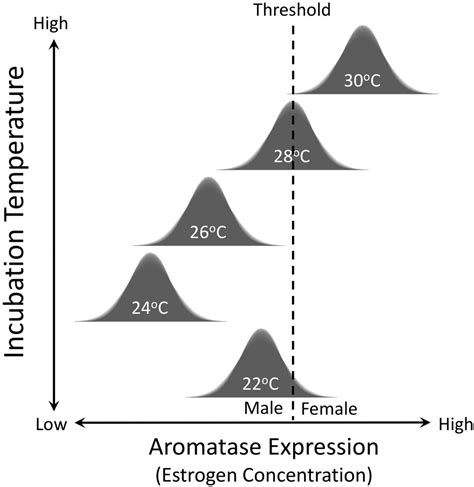 Frontiers Embryonic Temperature Programs Phenotype In Reptiles