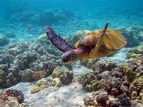 Tartarughe Marine Caretta Caretta Dove Depongono Le Uova LaCOOLtura