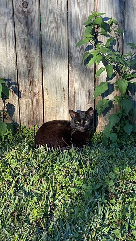 Black Cat In Its Natural Habitat Cats Aesthetic Nature Photography