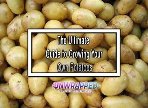 The Ultimate Guide To Growing Your Own Potatoes