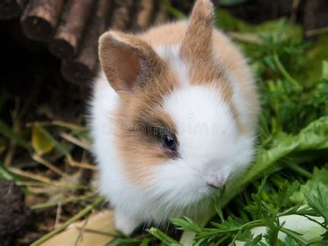 Cute baby rabbit stock image. Image of rabbits, background - 80981119