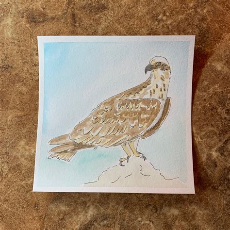 Osprey Watercolor Etsy