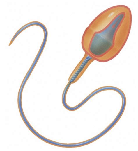 Diagram Of Sperm Diagram Quizlet