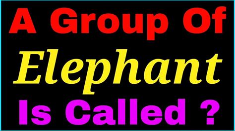 A Group Of Elephant Is Called Collective Noun Of Elephant Youtube