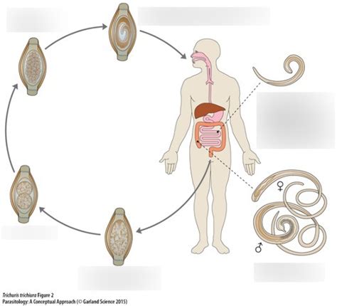 Trichuris Trichiura Life Cycle Diagram Quizlet