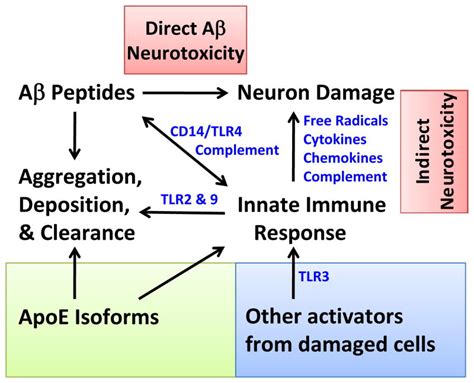 Apolipoprotein E Isoforms And Regulation Of The Innate Immune Response