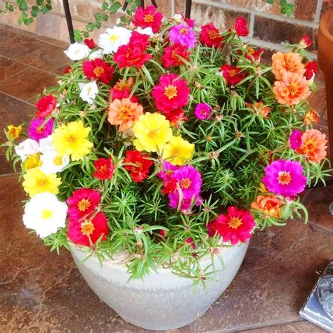 Amazon PLATAGO 1000pcs Mix Moss Rose Seeds Annual Flower Non GMO