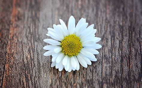 daisies, Wood Wallpapers HD / Desktop and Mobile Backgrounds