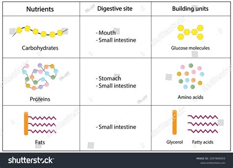 Physiology Lipid Digestion Absorption Images Stock Photos D