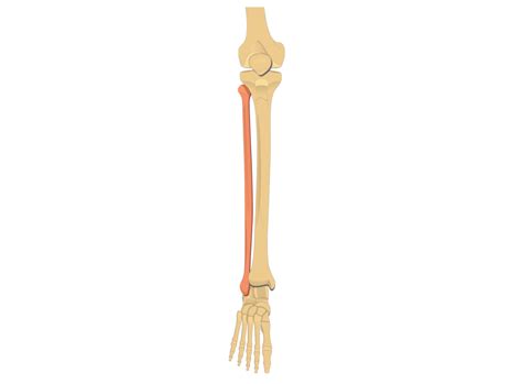 Fibula Skeleton 