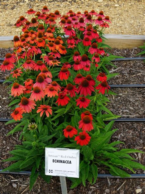 Echinacea Artisan Red Ombre Coneflower Gorgeous Red Ombre Etsy