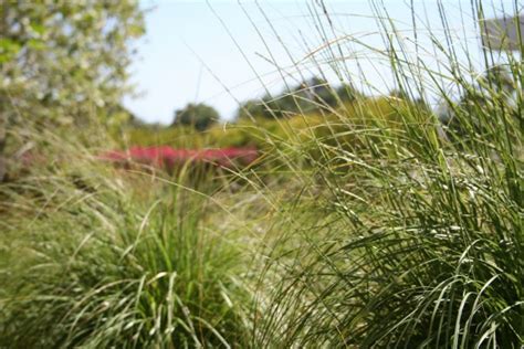 Your Questions About The Getty Gardens Answered Getty Iris