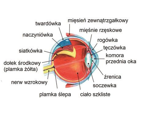 Narz Dy Zmys W Mapy Plansze Szkolne J Zykowe Interaktywne