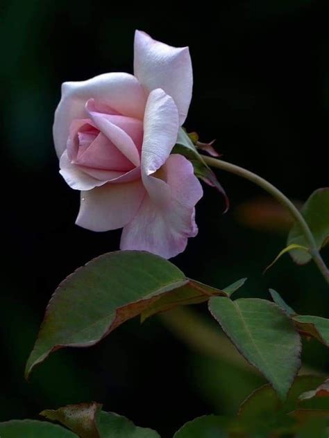 Pin By Marion Rolleston On A Rose Beautiful Rose Flowers Beautiful