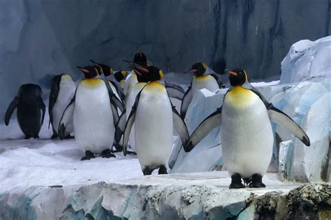 Art of walking on ice: Penguin technique | Daily Sabah