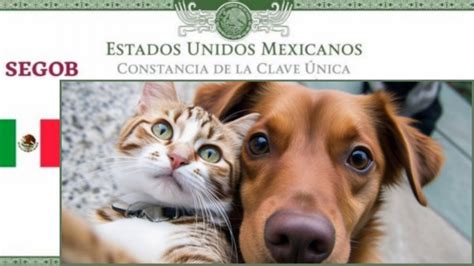 CURP Para Tu Gato O Perro Esto Es Lo Que Debes Hacer Para Tramitarlo