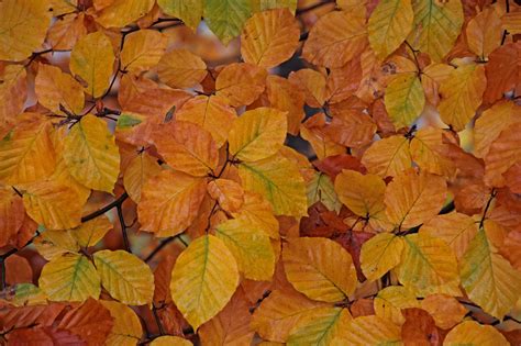 Herbst Herbstfarben Blätter Kostenloses Foto auf Pixabay Pixabay