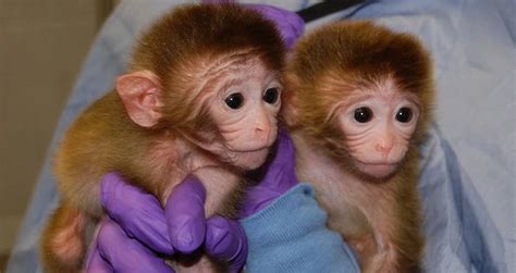 Chinese Scientists Successfully Put Human Genes Into Monkey Brains