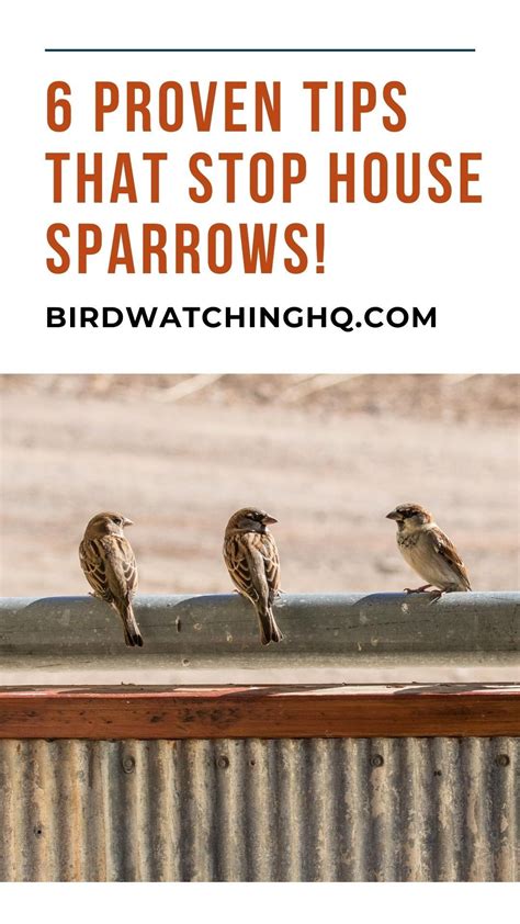 6 Proven Tips To STOP House Sparrows From Taking Over Your Feeders