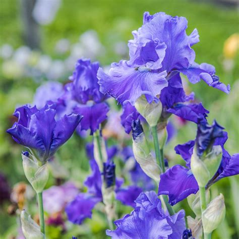 Iris germanica 'Breakers' ~ Breakers Bearded Iris – ServeScape