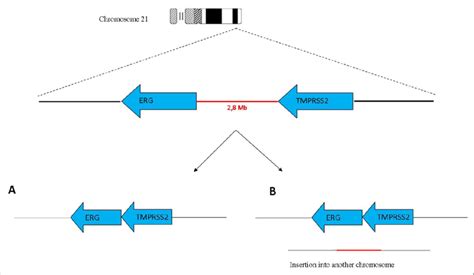 Mechanism Of Fusion Formation A The Fusion Of Tmprss And Erg Gene