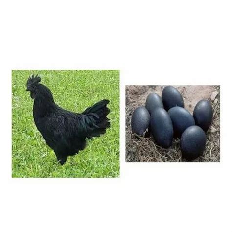 Kadaknath Chicken Eggs at ₹ 40/piece | Poultry Eggs in Guntur | ID ...