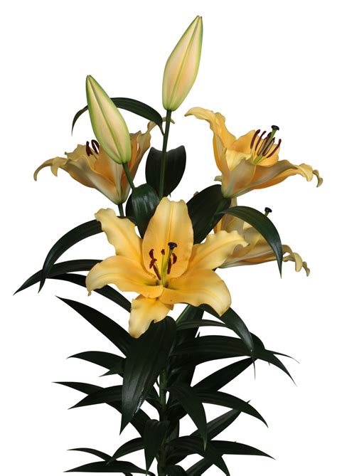 Corcovado | Zabo Plant