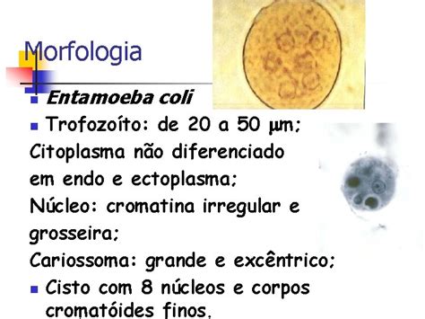 Universidade Federal Do Amazonas Departamento De Parasitologia Amebas