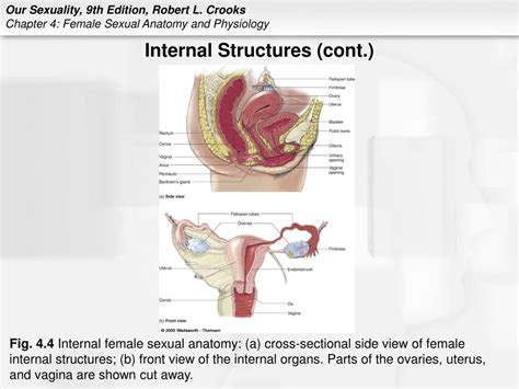 Ppt Chapter 4 Female Sexual Anatomy And Physiology Powerpoint Presentation Id1797026