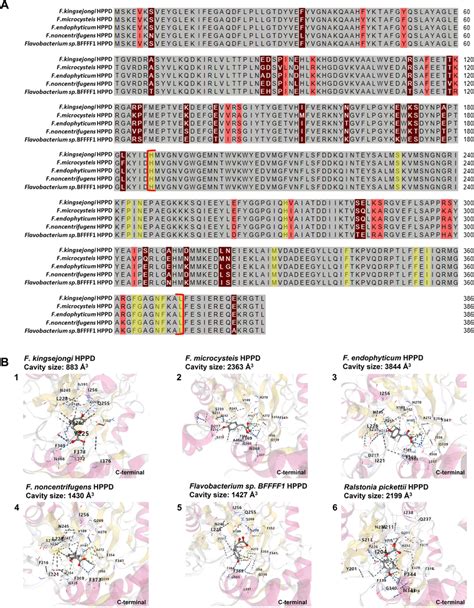 Multialignment of amino acid sequences of five Flavobacterium HPPD and ... 