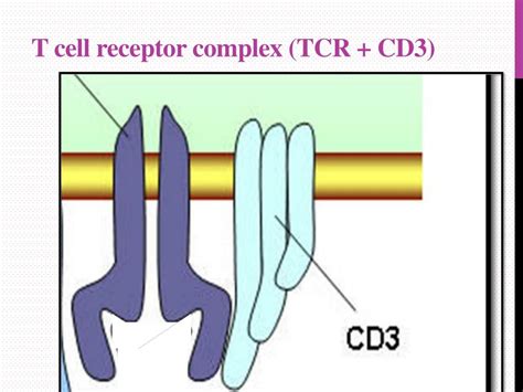 PPT Immune Cells Receptors And Markers Lymphoid Tissues And