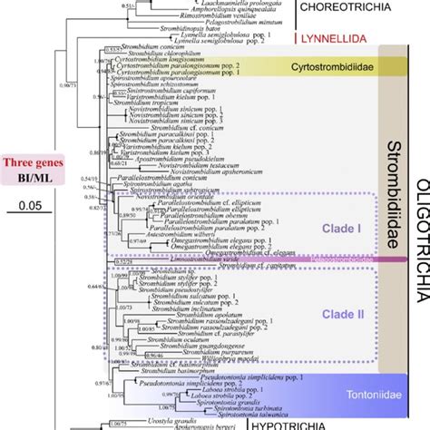 BI Tree Of Oligotrichia Based On ITS1 5 8S RDNA ITS2 Region Sequences