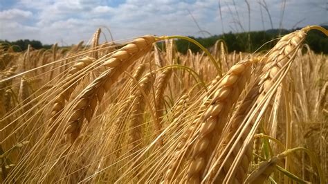 Cereals Greenvalley International