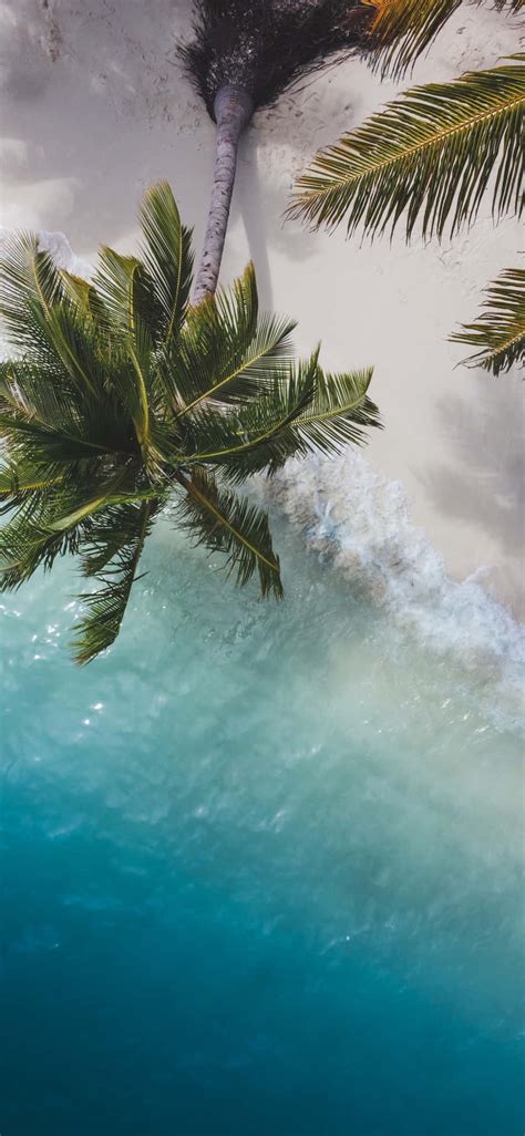 [100 ] Palm Trees Beach Wallpaper