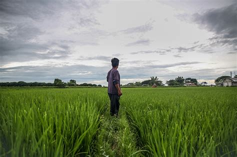 Amid rice shortage fears, Filipino farmers enjoying 'better prices': Agri dept – Filipino News