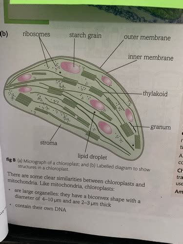 Topic 5A Photosynthesis And Respiration Flashcards Quizlet