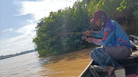 Mancing Udang Galah Di Hilir Sungai Batanghari Auto Strike Terus YouTube