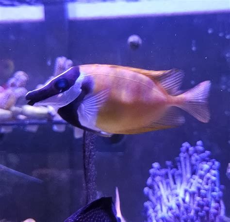 Amphiprion Clarkii Black Poisson Clown De Clark Noir CommunityCorals