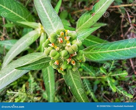 Lechosa O Euphorbia Heterophylla Es Una Planta Anual Con Savia Lechosa