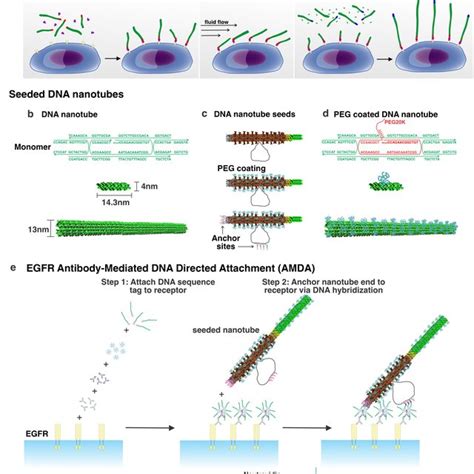 Anchoring Synthetic Filaments DNA Nanotubes To Specific Cell Surface