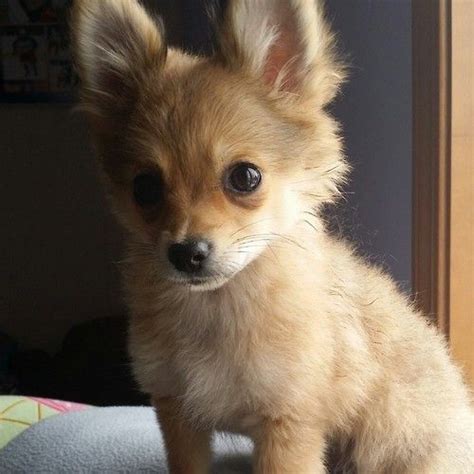 Long Hair Pomeranian Chihuahua Mix White - Pets Lovers